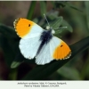 anthocharis cardamines pyatigorsk male1a